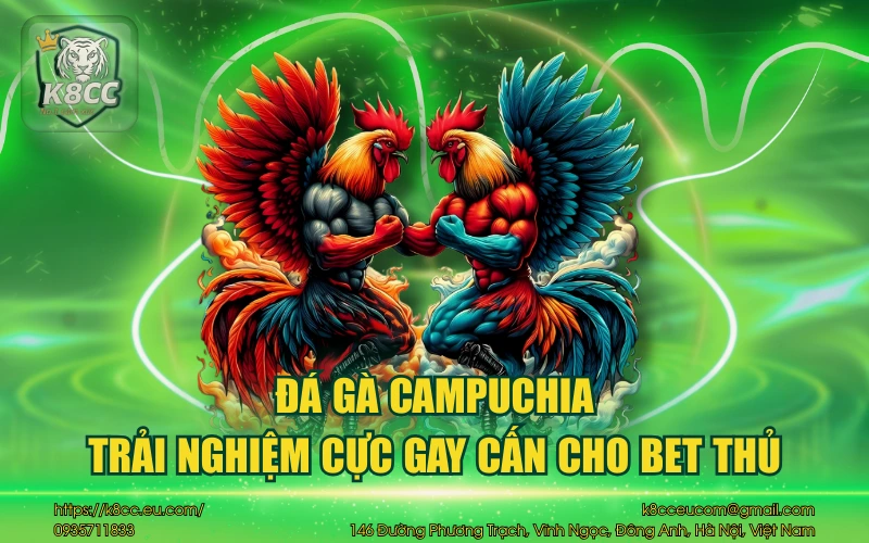 Đá gà Campuchia – Trải nghiệm cực gay cấn cho bet thủ