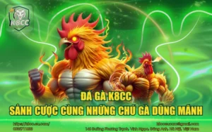 Đá gà K8CC - Sảnh cược cùng những chú gà dũng mãnh